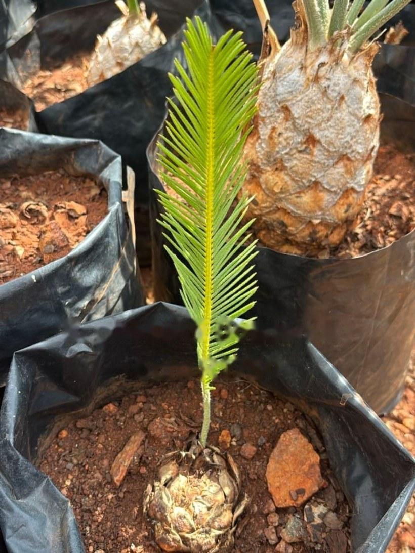A young Encephalartos ghellinckii in flush, in its bag beside an established caudex
