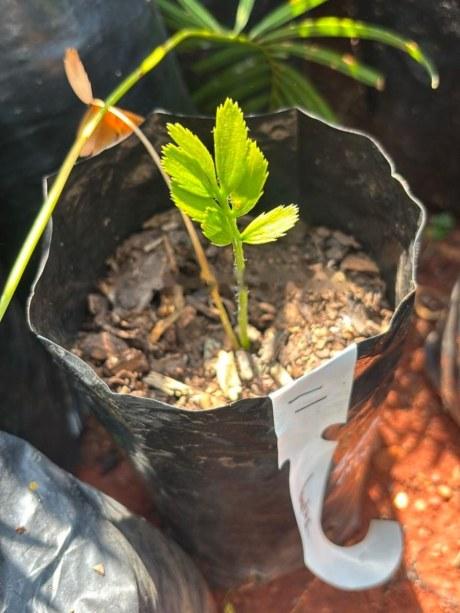 An Encephalartos barteri seedling in its nursery bag