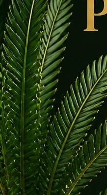 Cycad fronds