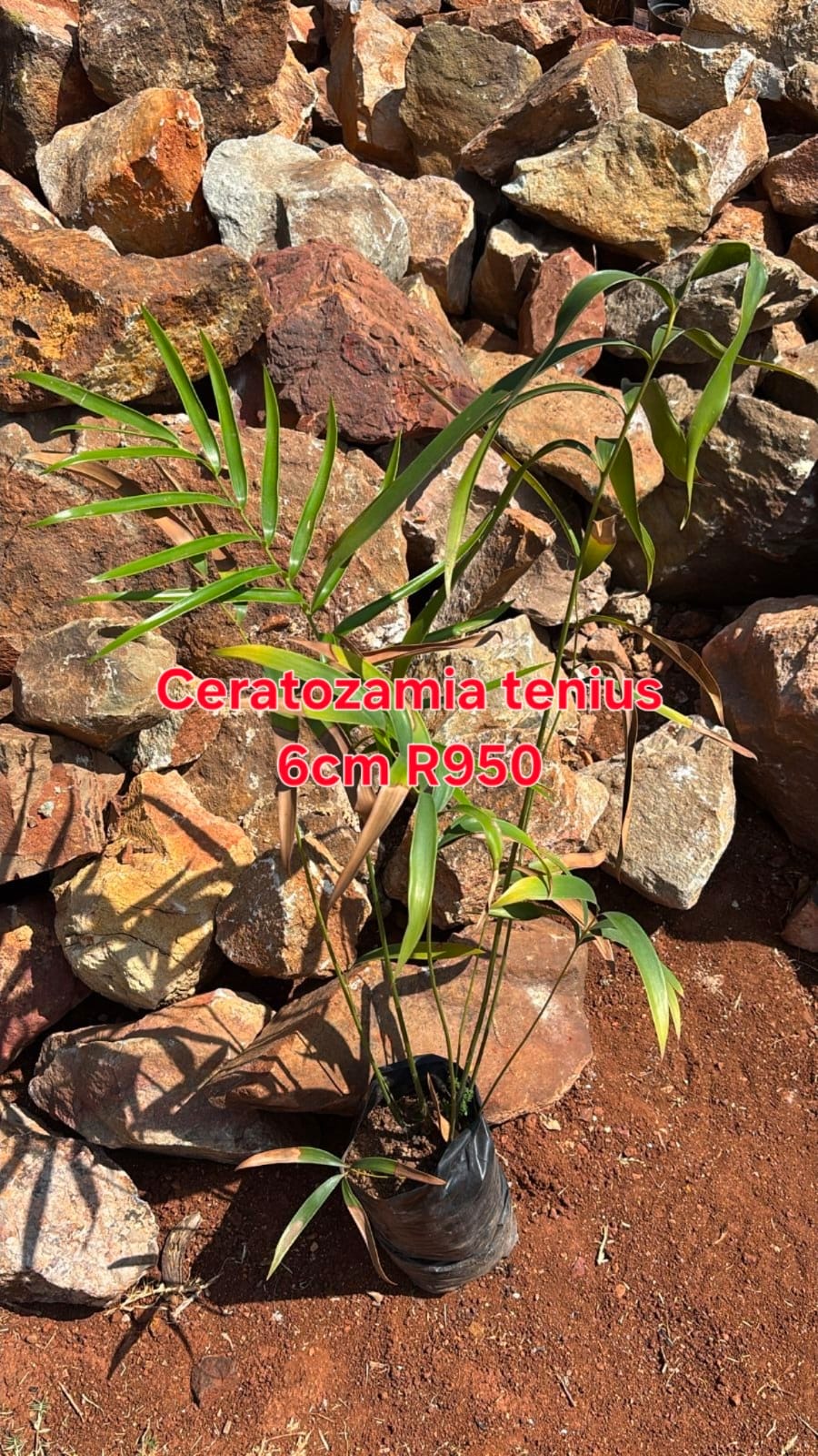 Ceratozamia tenuis in the nursery
