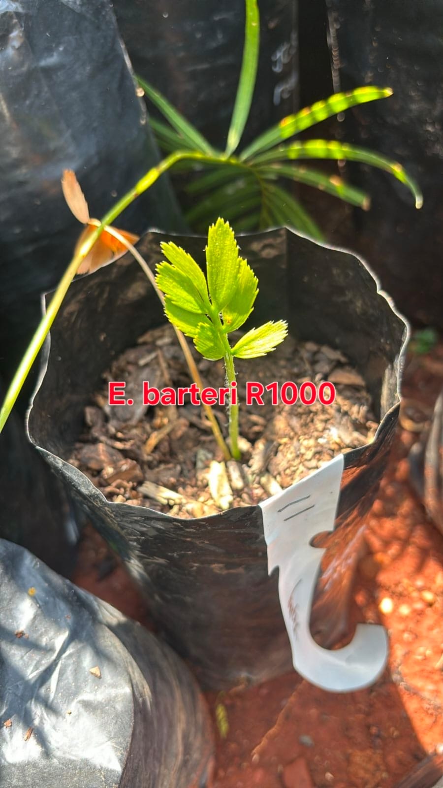 Encephalartos barteri in the nursery